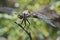 Common Whitetail Dragonfly