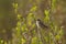 Common Whitethroat and catkins