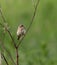 Common whitethroat or greater whitethroat (Curruca communis) perched with a caterpillar in it\\\'s peak
