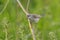 Common whitethroat or greater whitethroat (Curruca communis) perched with a caterpillar in it\\\'s peak