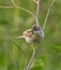 Common whitethroat or greater whitethroat (Curruca communis) perched with a caterpillar in it\\\'s peak