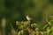 Common whitethroat or greater whitethroat (Curruca communis) singing on top of the bush