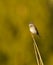 Common whitethroat or greater whitethroat (Curruca communis) singing on top of the reeds