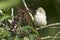 Common Whitethroat / Sylvia communis