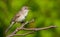 Common Whitethroat, Sylvia communis. In the morning the male bird sitting on a branch of a bush and singing