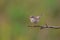 Common whitethroat, Sylvia communis, single bird on branch