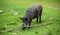 Common wild boar pig