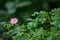 Common wild rose plant single bloom
