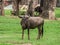 Common Wildebeest or gnu on lawn