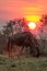 A common wildebeest grazing under a setting sun. South Africa