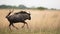 Common Wildebeest running across the plains