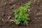 Common winter cress yellow flowers