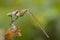 Common winter damselfly, Sympecma fusca, male