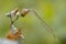 Common winter damselfly, Sympecma fusca, male