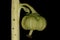 Common Wintergreen (Pyrola minor). Immature Fruit Closeup