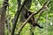 Common wolly monkey, lagothrix lagotricha