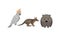Common Wombat and Bandicoot as Australian Animals Vector Set