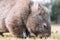 Common Wombat eating grass in a field.