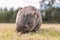 Common Wombat eating grass in a field.