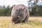 Common Wombat eating grass in a field.