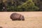 Common Wombat eating grass in a field.