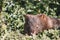 Common Wombat eating grass in a field.