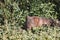 Common Wombat eating grass in a field.