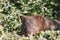 Common Wombat eating grass in a field.