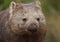 Common wombat face close up