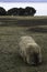 A common wombat grazes during daylight on Maria Island, Tasmania