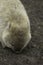 A common wombat grazes for roots among dirt on Maria Island, Tasmania, Australia