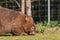 Common Wombat, Kangaroo Valley NSW, Australia.