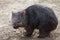 Common wombat (Vombatus ursinus).