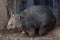 Common wombat (Vombatus ursinus).