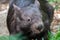 Common wombat Vombatus ursinus in Australia