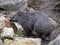 common wombat, Vombatus ursinus, is a large Australian marsupial