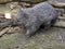 common wombat, Vombatus ursinus, is a large Australian marsupial