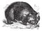 Common wombat or Vombatus ursinus vintage engraving