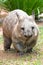 Common Wombat vombatus ursinus, wildlife.