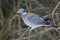 Common wood pigeon