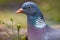 Common wood pigeon close head portrait with high quality plumage