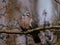 Common wood pigeon Columba palumbus