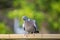 Common Wood Pigeon Columba palumbus