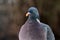 Common wood pigeon ( Columba palumbus )