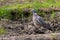 Common Wood Pigeon Columba palumbus in ground