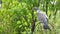 Common wood pigeon, Columba palumbus, perched among green foliage.