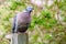 Common Wood Pigeon (Columba palumbus) sitting on wood psot with head cocked to the side, taken in West London, England