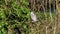 Common Wood Pigeon, Common Woodpigeon, Woodpigeon, Columba palumbus