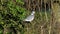 Common Wood Pigeon, Common Woodpigeon, Woodpigeon, Columba palumbus