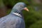 Common wood pigeon full head portrait with detailed face and eyes